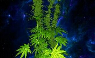 Weed 3d Live Wallpaper Full For Android Appszoom