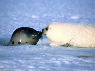 Harp Seals Wallpaper