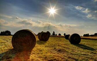 Hay Bale Field Wallpaper