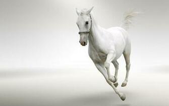 Horse Animal UHD Desktop Wallpaper New HD
