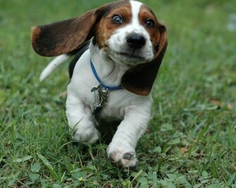 Basset Hound Dog Photo And Wallpaper Beautiful Funny