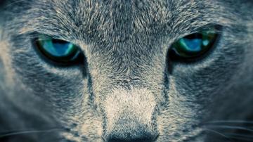 Animal HD Wallpaper Hebusorg High