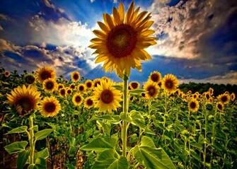 Field Of Sunflowers Wallpaper