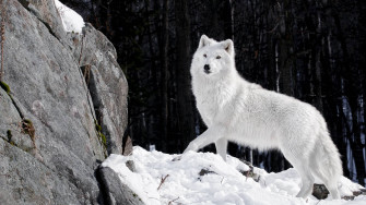 Wolf Atzohtys29vqwlt1 Wallpaper