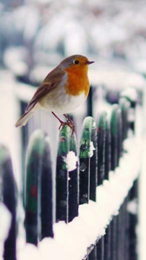 If You Are Ing Wallpaper On Computer Can Easily