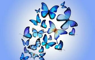 Blue Butterfly Wallpaper HD Net