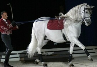 High Dressage Wallpaper