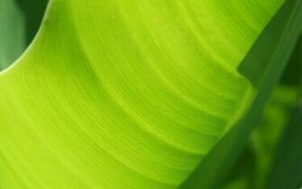 Banana Leaf Wallpaper Jpg