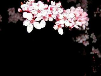 Cherry Blossom Desktop Wallpaper