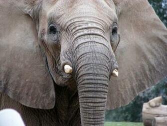 Hq African Elephant Wallpaper
