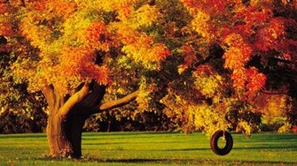 Autumn Trees Wallpaper