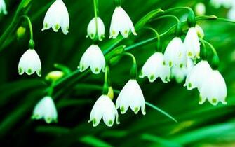 Lily Of The Valley Wallpaper Beautiful