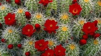 Cactus Flower Wallpaper Computer Beautiful Desktop