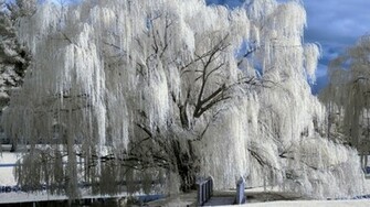 Snow Winter Trees Wallpaper