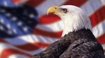 Bald Eagle HD Photos Desktop Wallpaper Image