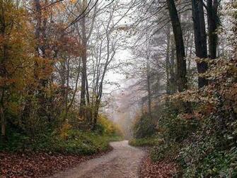 Foggy Forest Wallpaper HD Background