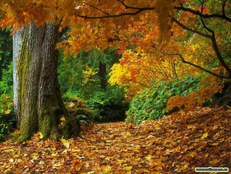 Beautiful Autumn Season Wallpaper HD