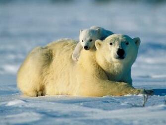 Bears Wallpaper HD Bear Arctic Polar And Young