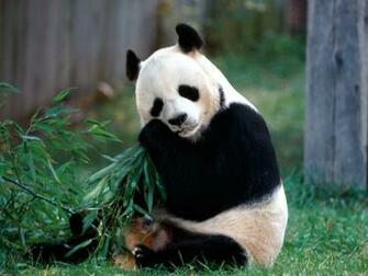 Beautiful Wallpaper Panda Bear