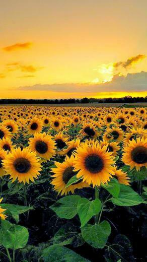Sunset From Sunflower Field Wallpaper S