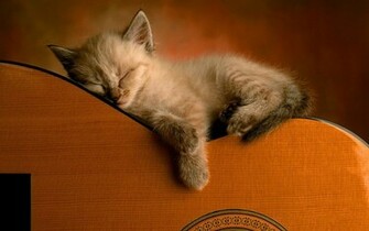 Cute Kitten Wallpaper Kittens
