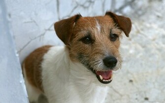 Jack Russell Terrier