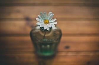 Luck Nature Flowers Plants Wallpaper Desktop