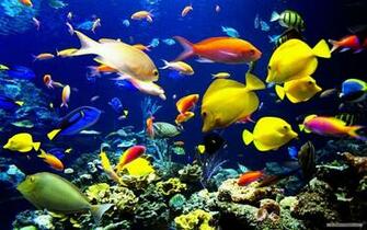 Pics Photos Wallpaper Marine Life