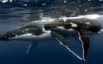 Humpback Whale Wallpaper
