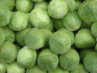 Cabbage Wallpaper High Quality
