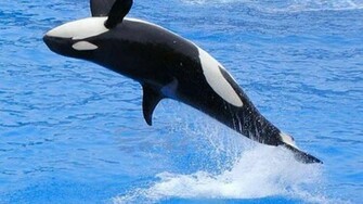Killer Whale Wallpaper Hq Desktop