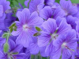 Blue Flowers Wallpaper