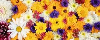 Flower Screen Background