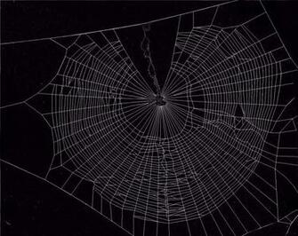 Spider Wallpaper