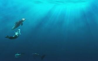 Ocean Plants Fish Underwater Wallpaper Screensaver