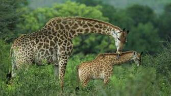 Wildlife South Wallpaper Africa Games