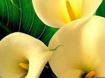 Desktop Wallpaper Flowers Background Yellow Big Lily Flower