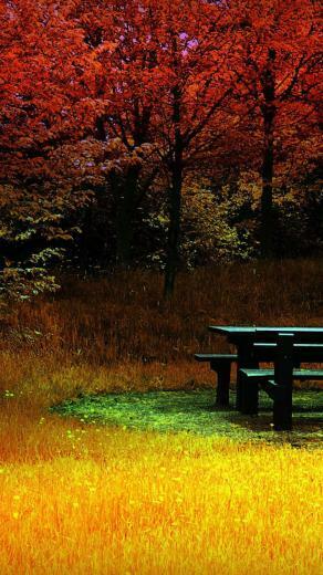 Fall iPhone Wallpaper