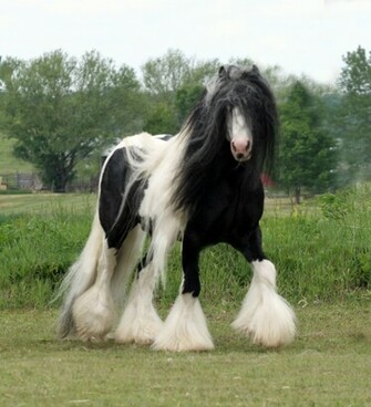 Gypsy Horse Wallpaper Picturenix
