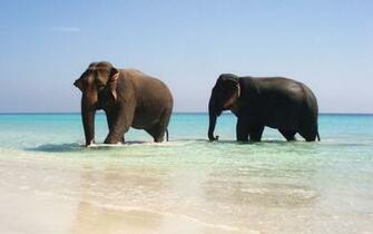 Funny Summer Animals Newbest Photos Wallpaper All