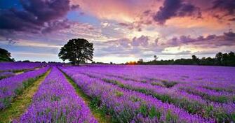 United Kingdom Lavender Field 4k Ultra HD Wallpaper In