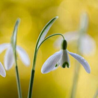 Close Up Wallpaper Background New iPad Air Mini Retina