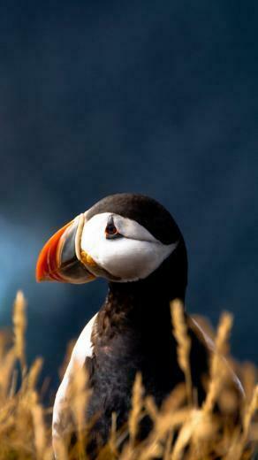 Wallpaper Atlantic Puffin 5k 4k Ocean