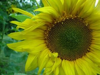 Sunflower Screensavers And Wallpaper