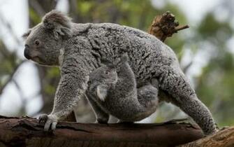 Koala Baby F Wallpaper