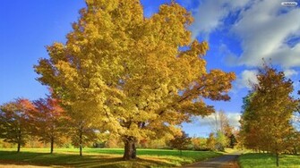 Autumn Trees Background Wallpaper HD