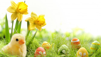Pictures Easter Chicks Eggs Daffodils Grass Holidays