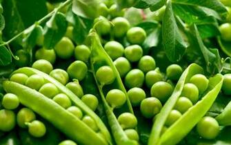 Peas Wallpaper Id Wallpapervortex
