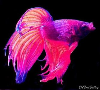Betta Fish Photos Wallpaper The Fun Bank