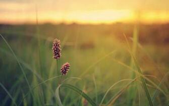 Summer Flowers HD Wallpaper For Desktop